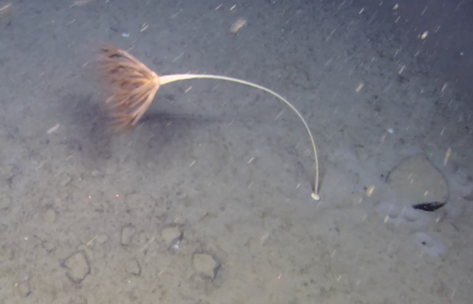 Pennatulacea (1).png